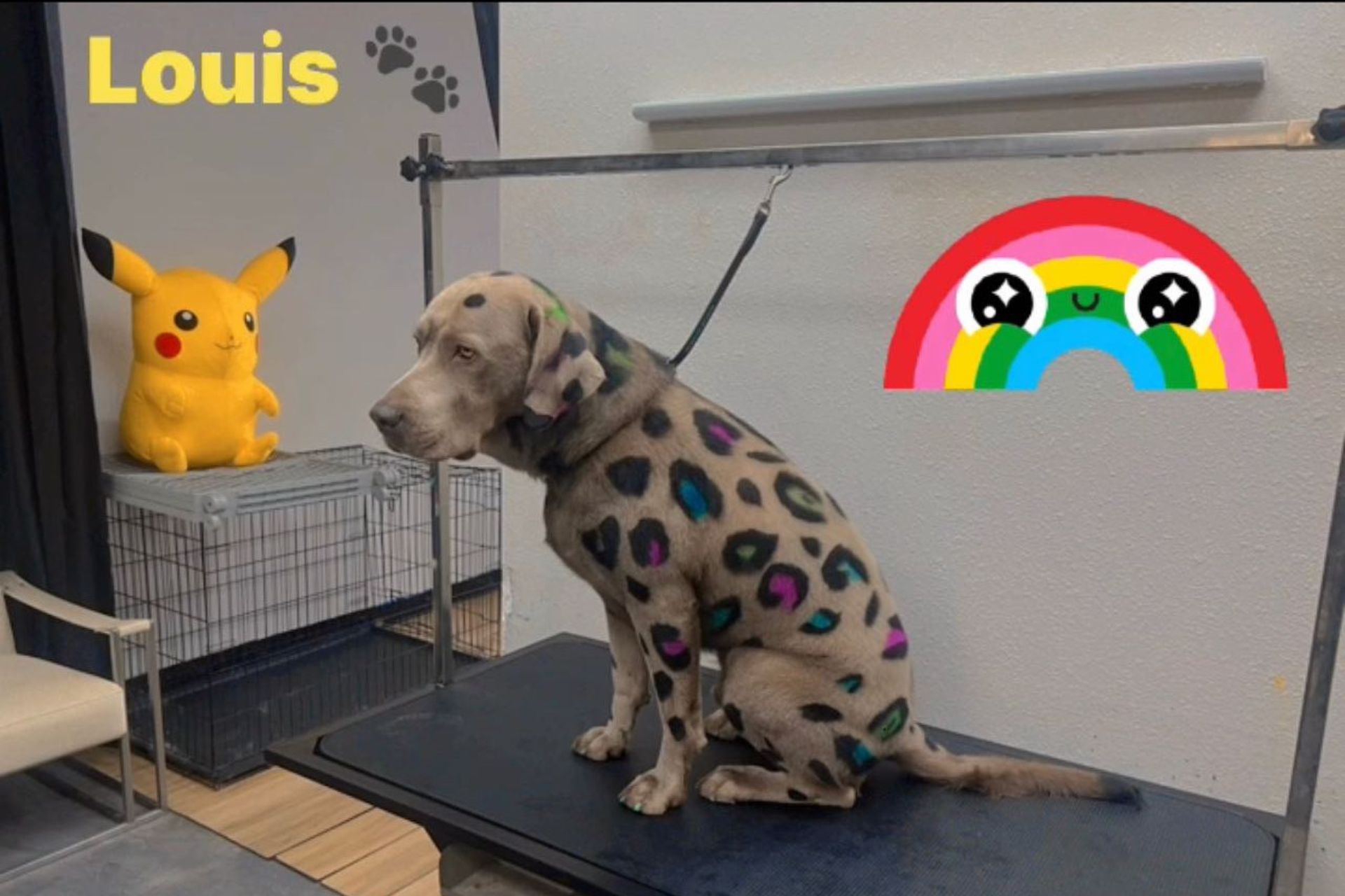 Huntington Beach Full Groom