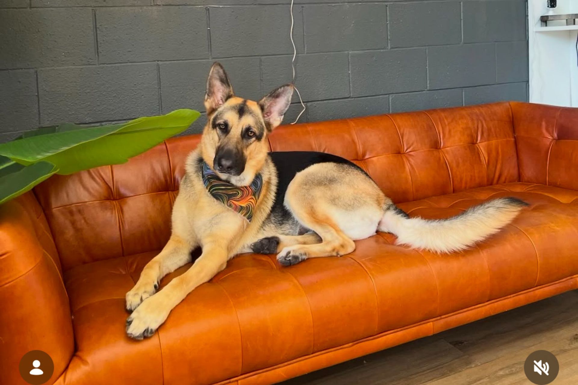 Laguna Beach Anal Gland Expression