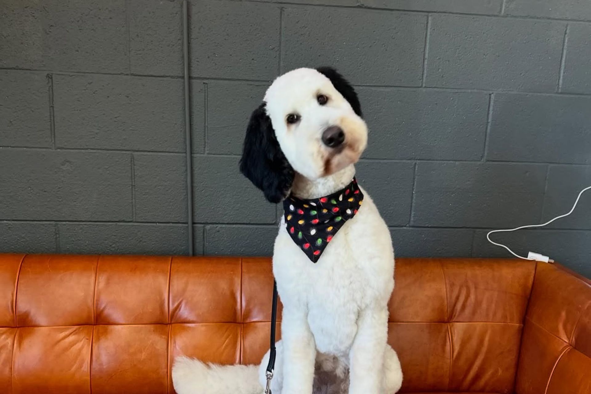 Anal Gland Expression in Laguna Niguel