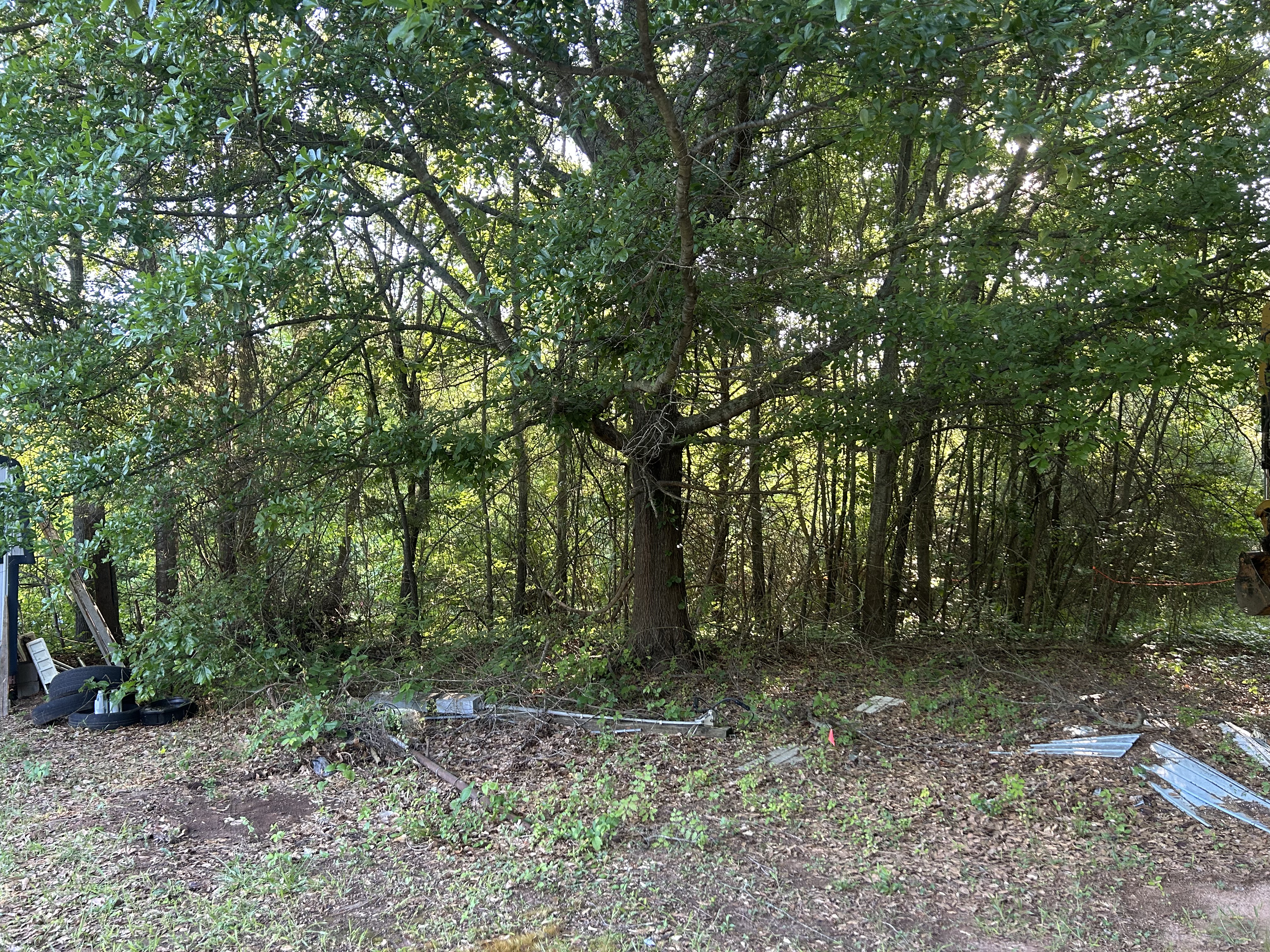 Overgrown lot before clearing