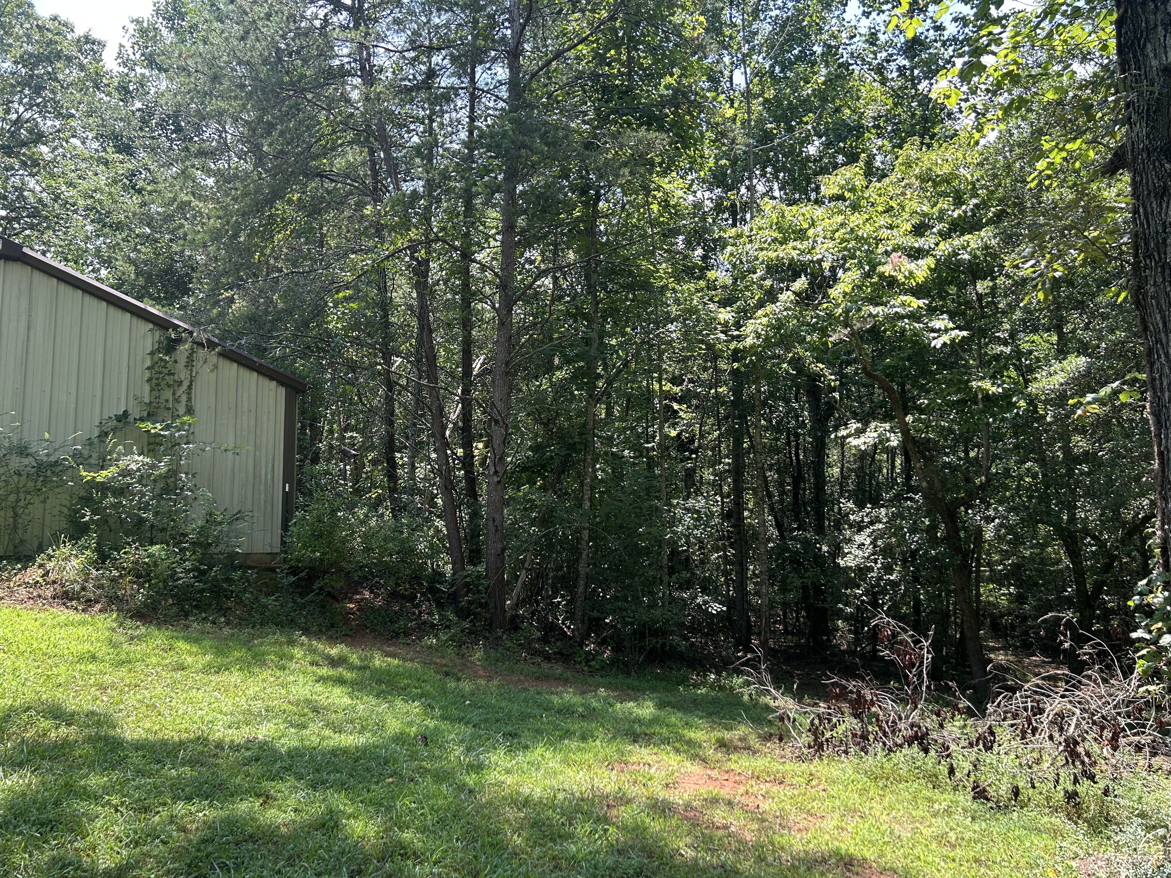 Wooded lot before clearing