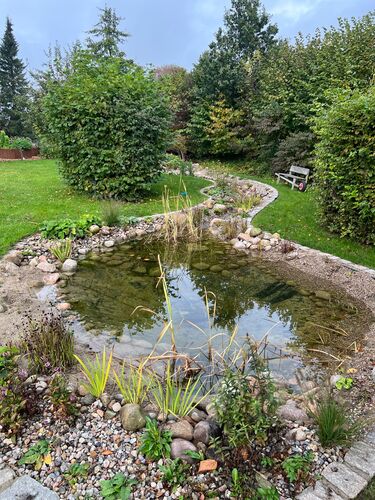 Natürlich angelegter Garten-Naturteich mit Seerosen und Uferbepflanzung