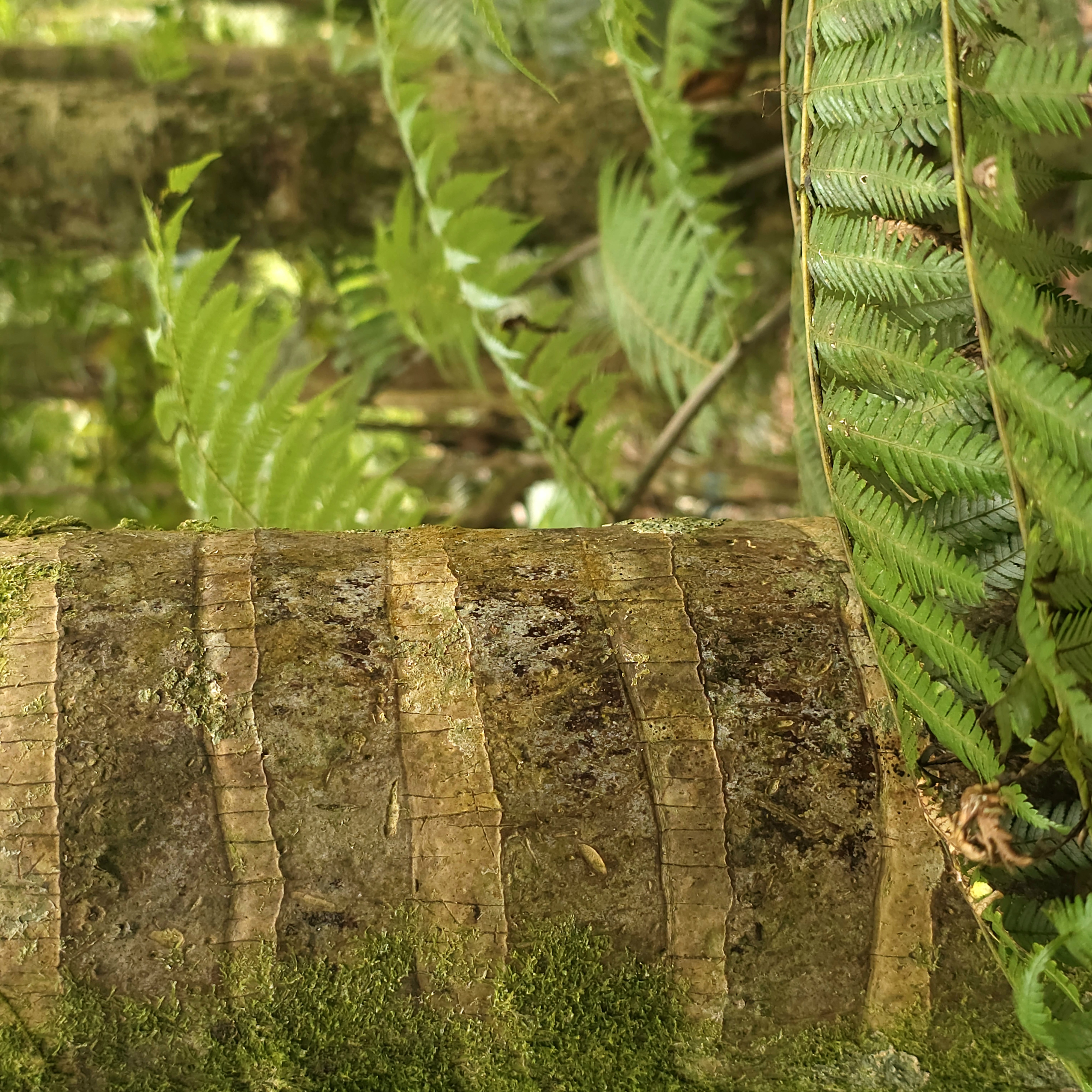 Kauri tree trunk surrounded by ferns