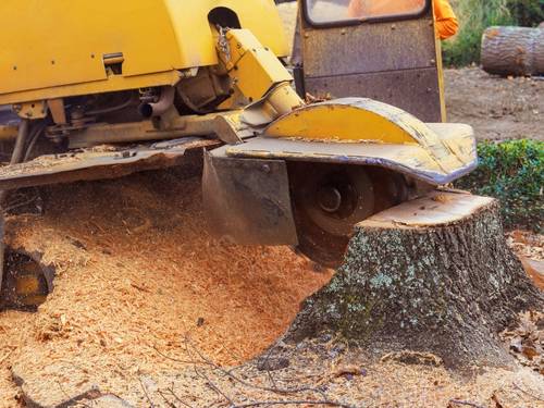 Stump Grinding & Removal in Fort Lauderdale