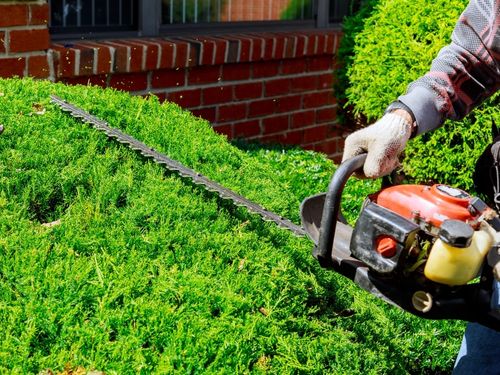 Tree Trimming & Pruning in Fort Lauderdale