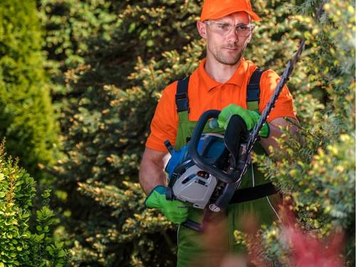 Tree Service Fort Lauderdale