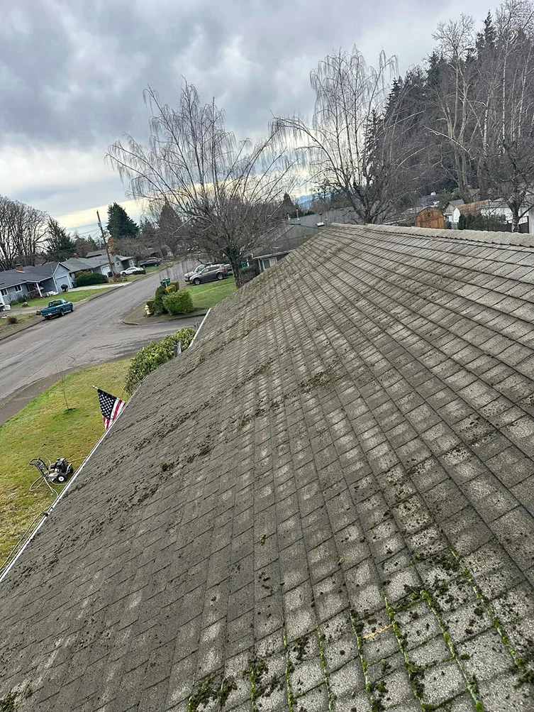 moss removal project photo: 1