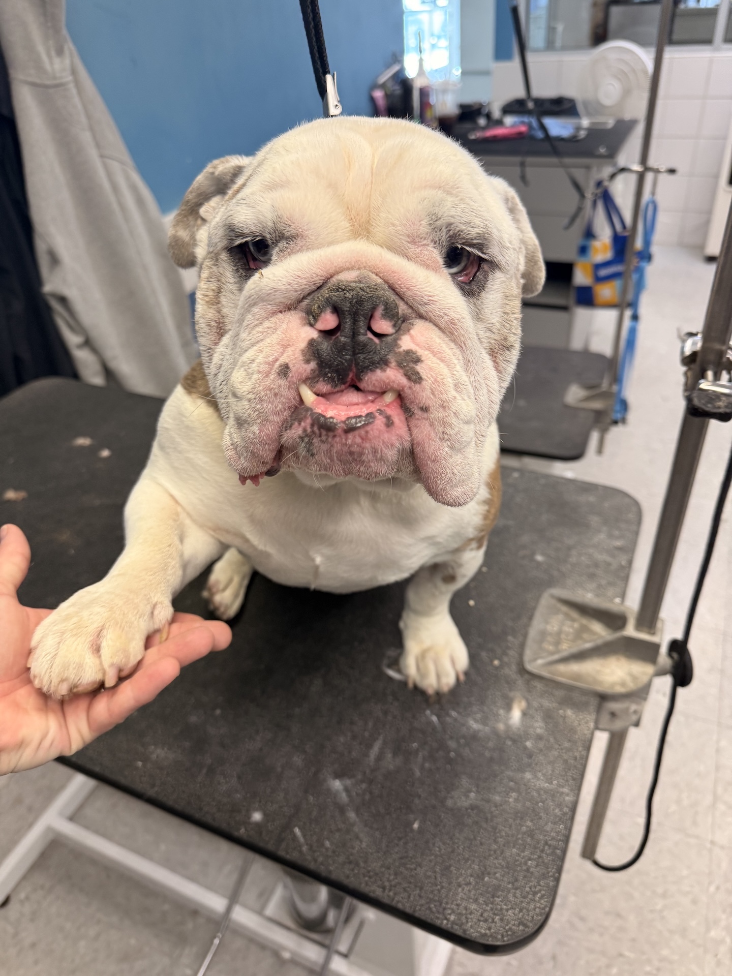 Richland Nail Trimming