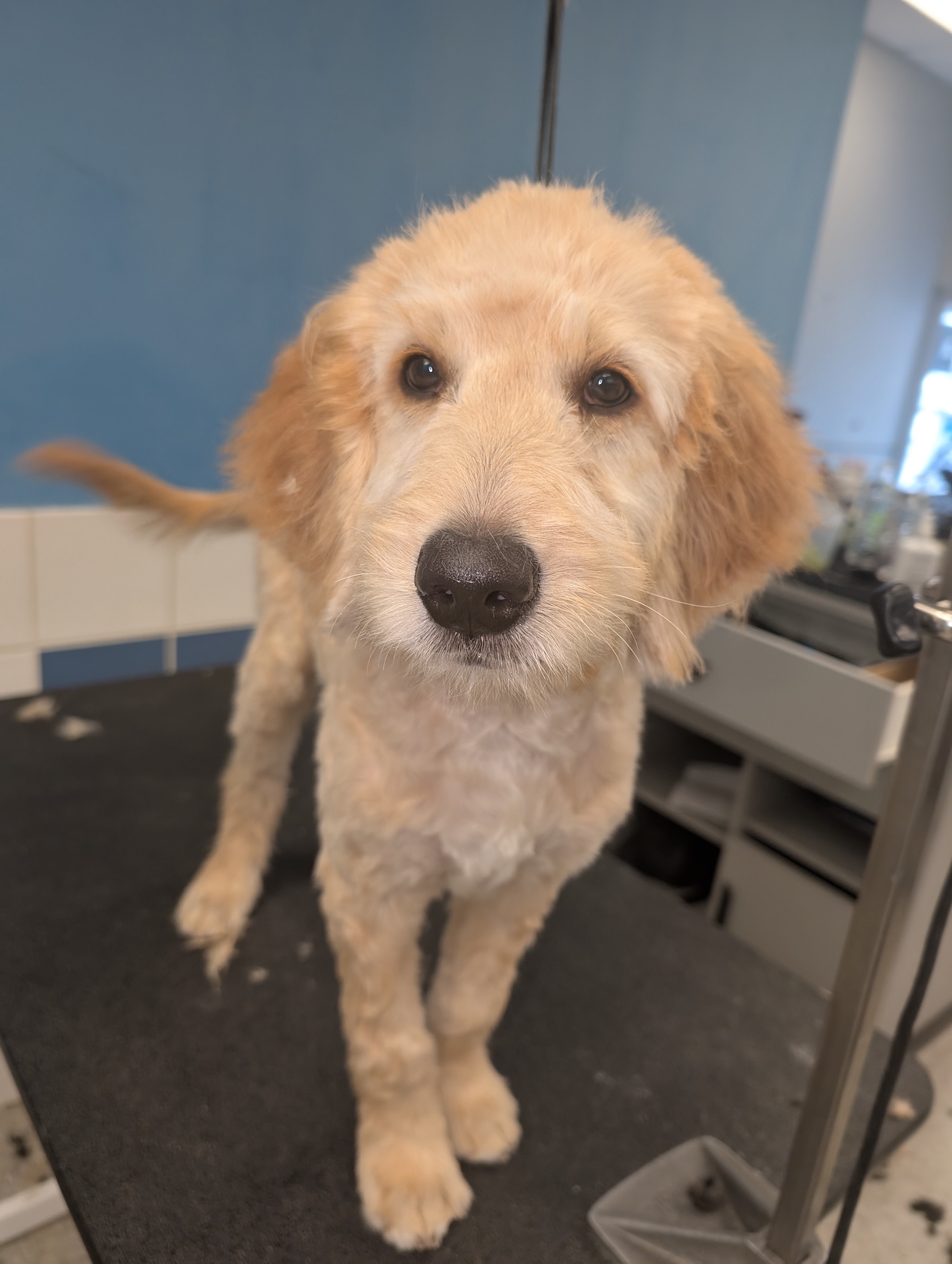 Dog Ear Cleaning Kennewick