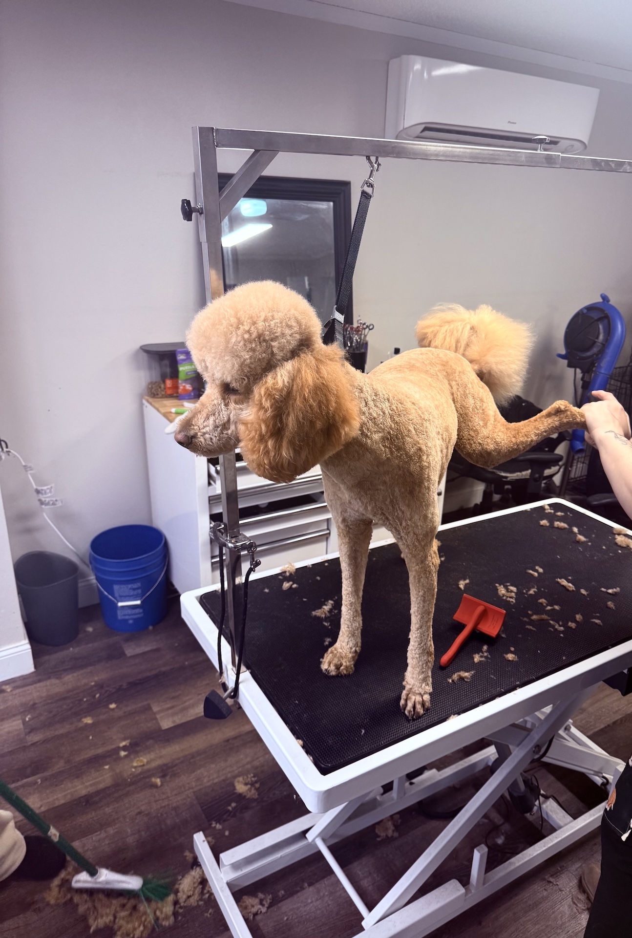  Full Dog Grooming