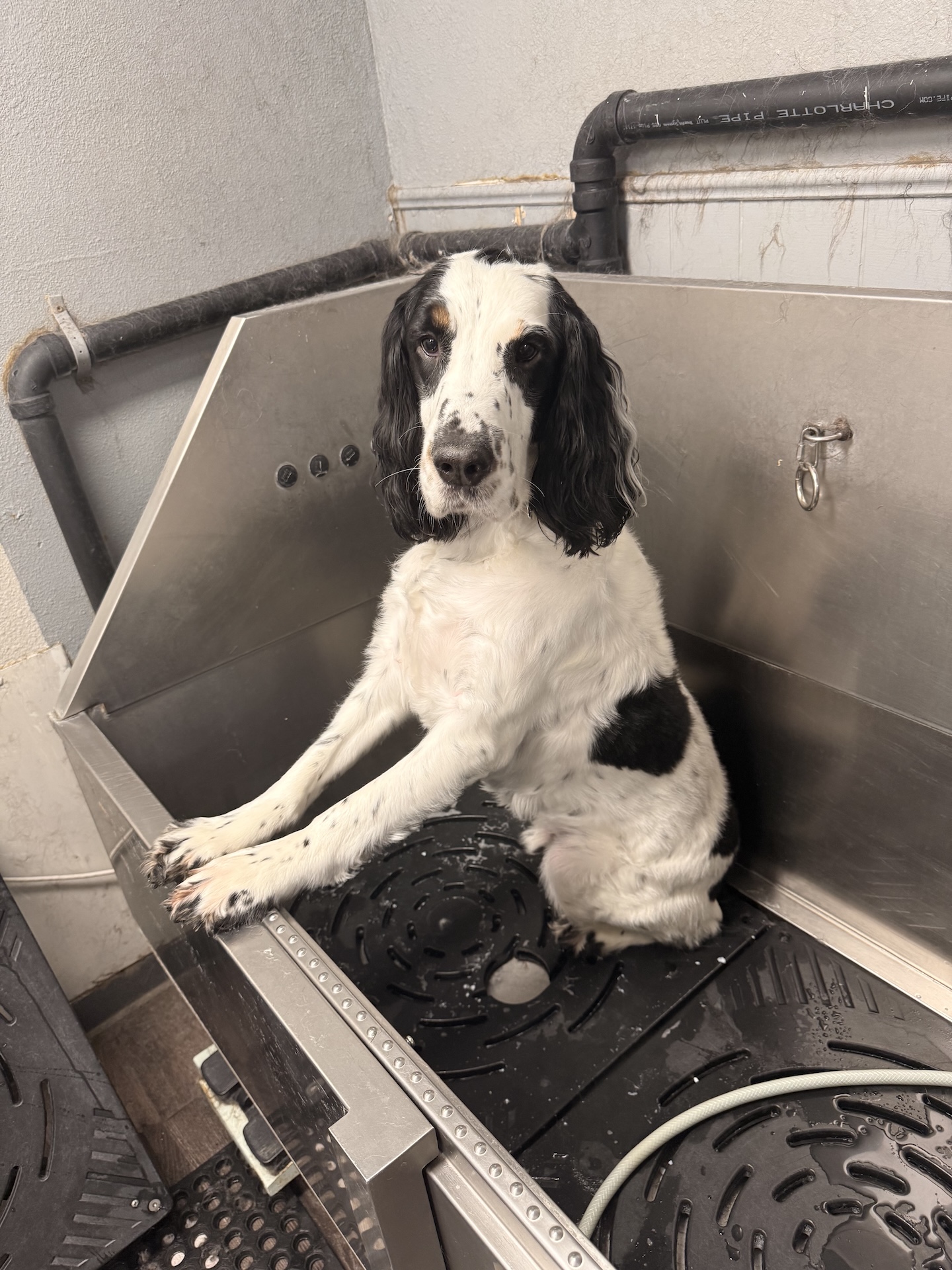 Benton City Full Dog Grooming