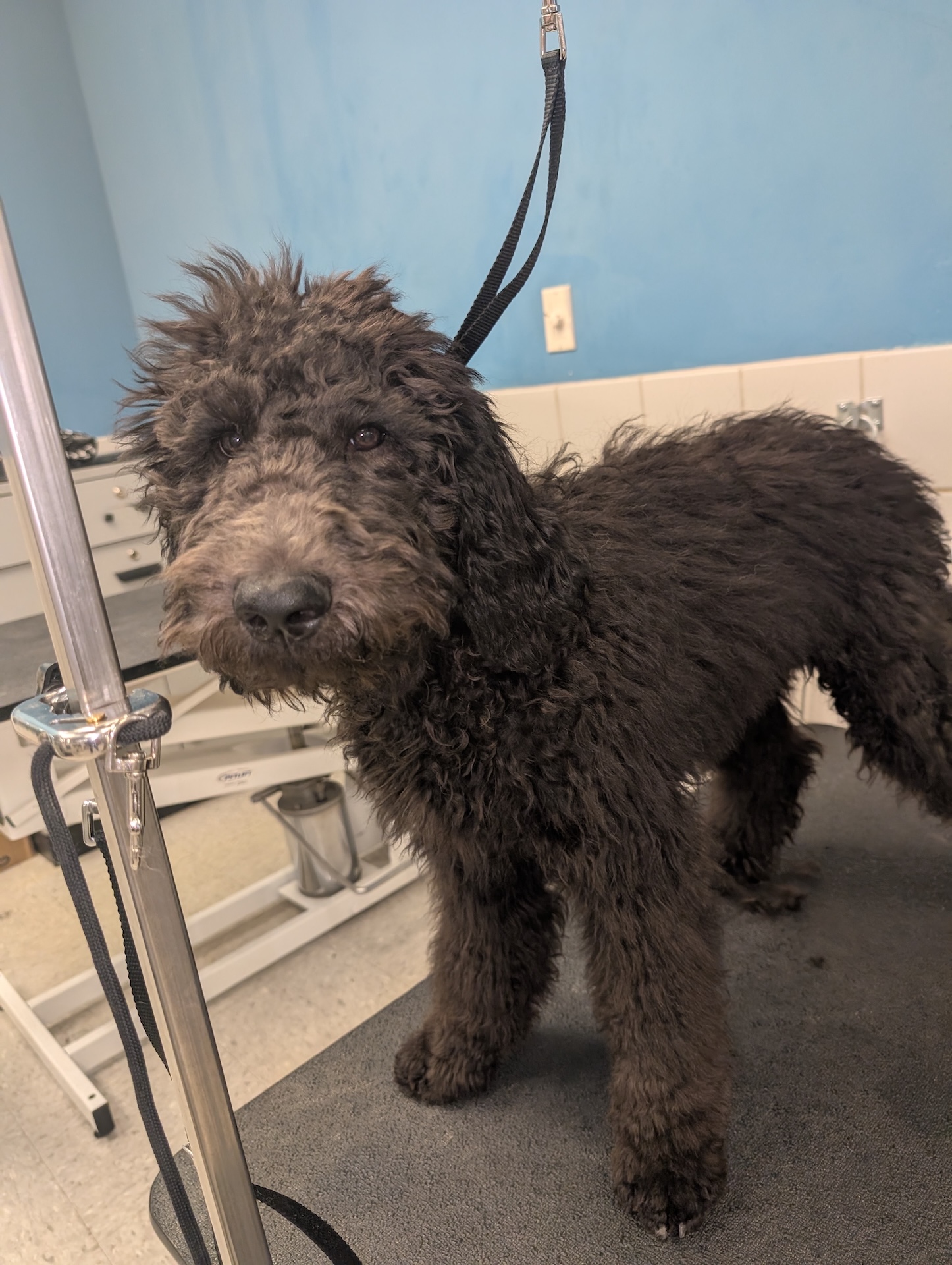 Full Dog Grooming Kennewick