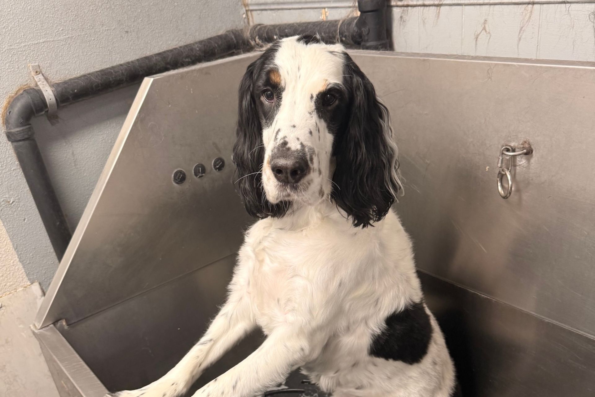 Bath & Blow Dry in Kennewick