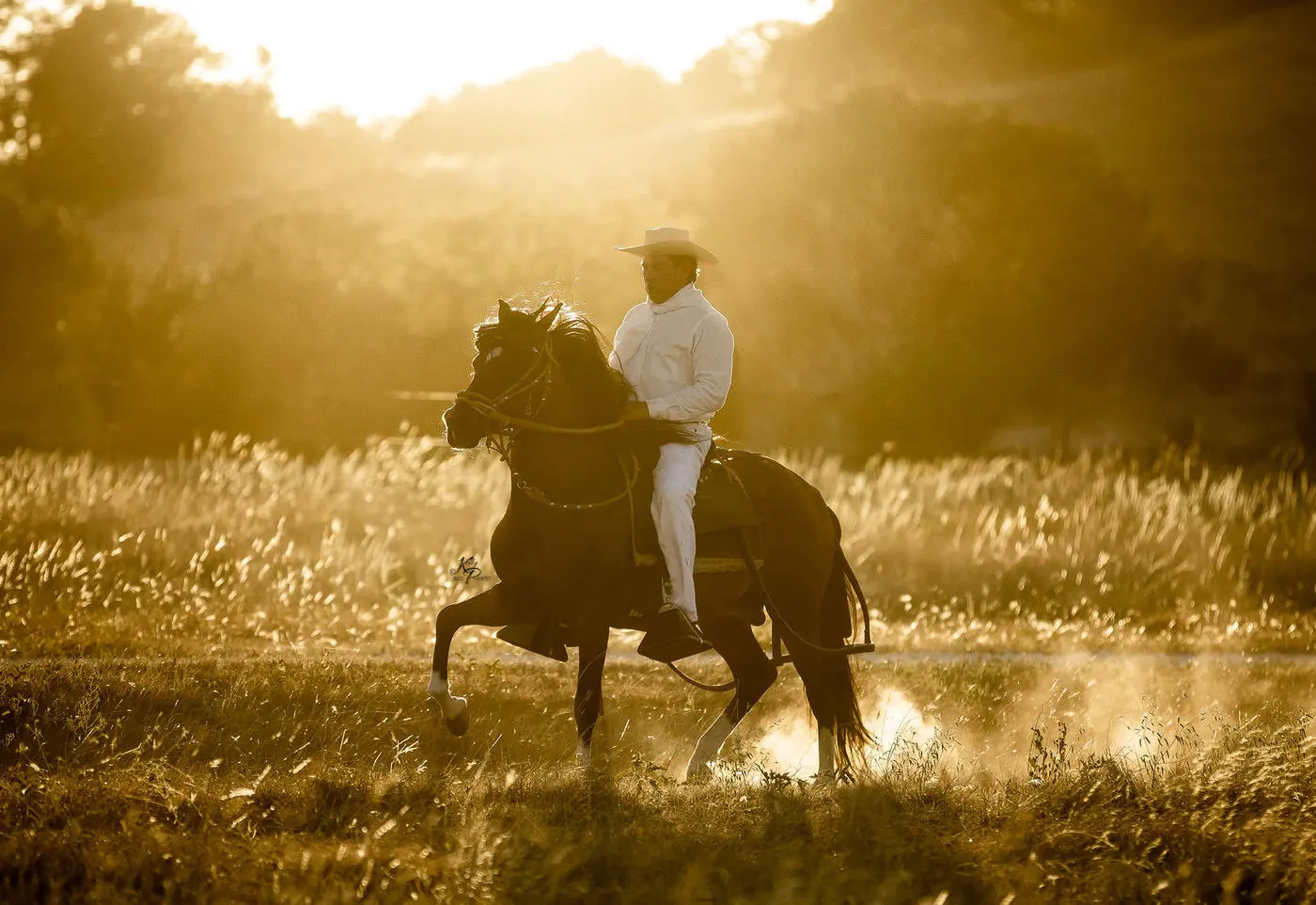 Peruvian Horse and rider demonstrating patient training at Barcelona R Ranch