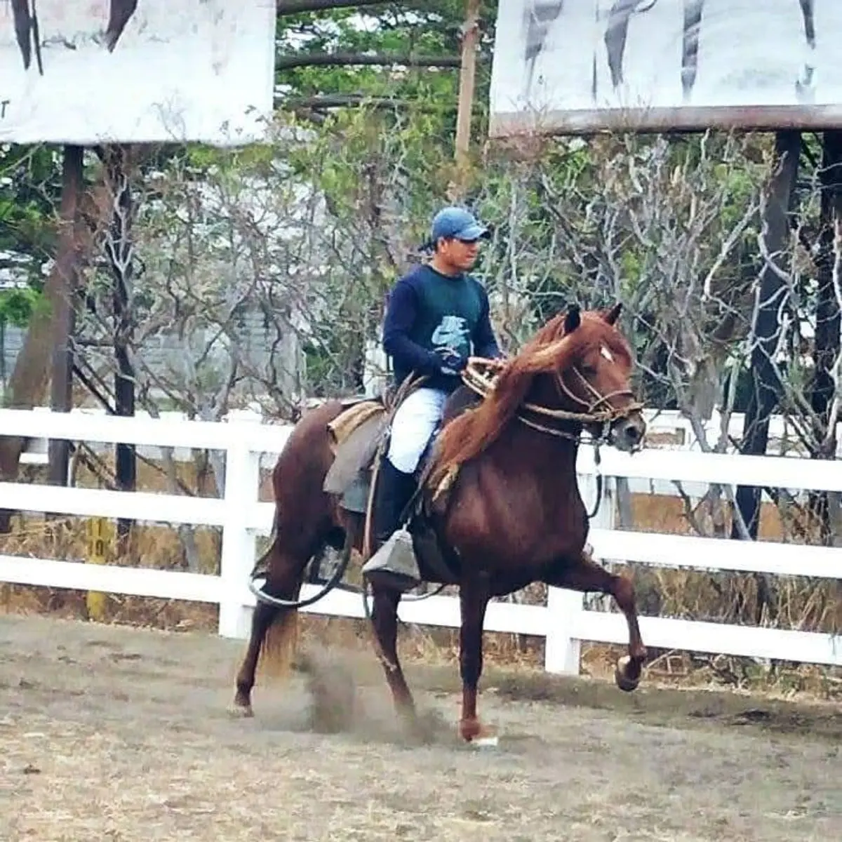 B.R. Preferido, a Peruvian stallion at Barcelona R Ranch