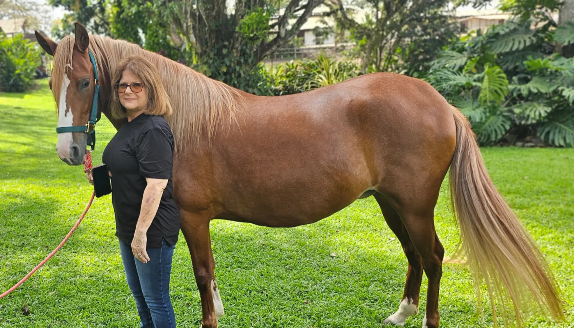 Registered Peruvian Horse at Barcelona R Ranch