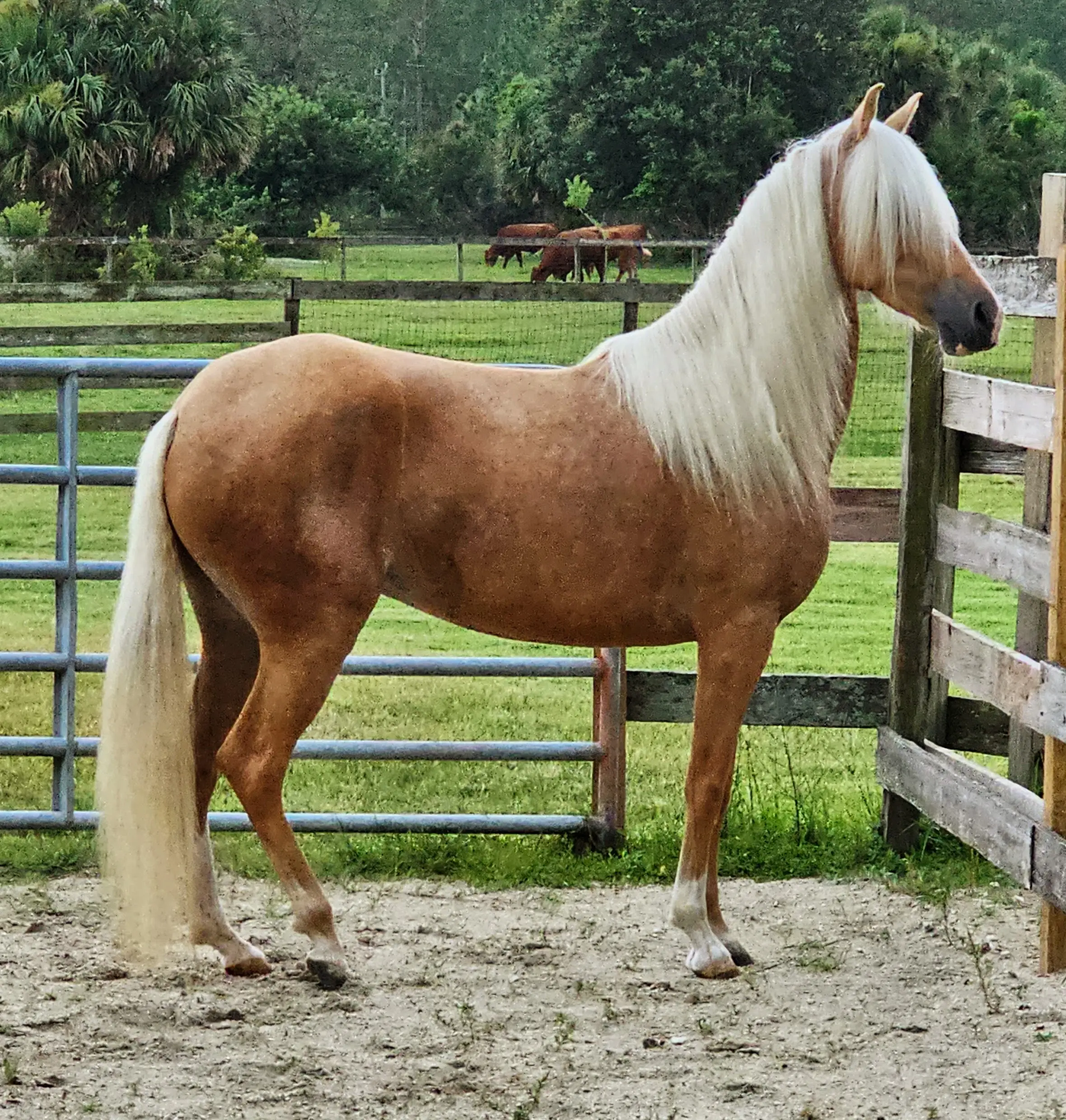 RA Arcoiris, a foundation Peruvian Horse breeding mare at Barcelona R Ranch