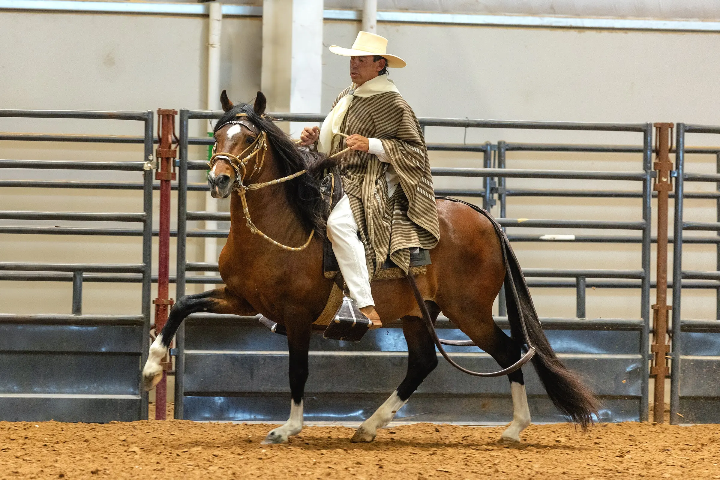 B.R. Preferido, Reserve Champion Peruvian stallion, being presented under saddle