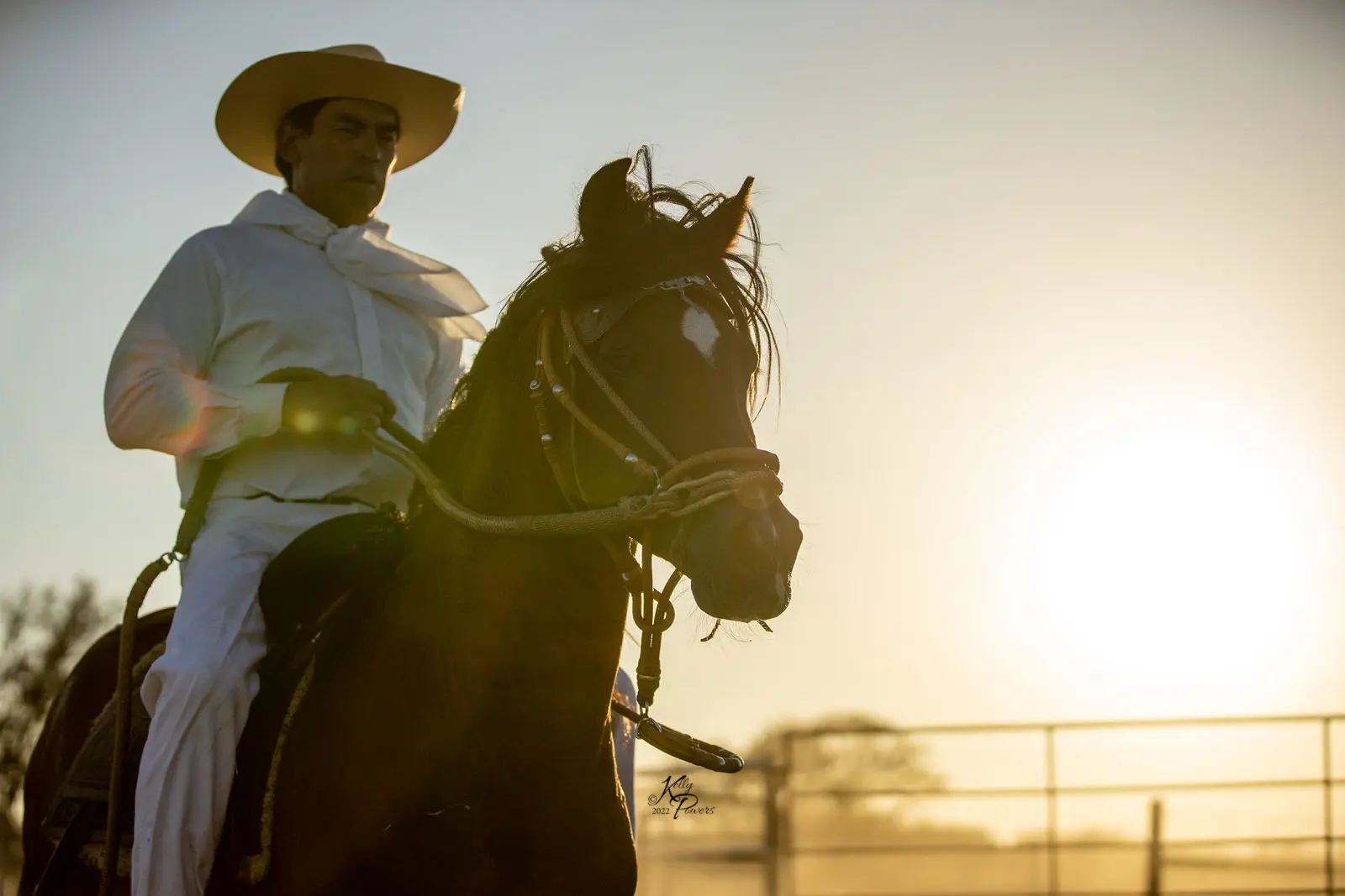 Peruvian Horse and rider demonstrating controlled gait