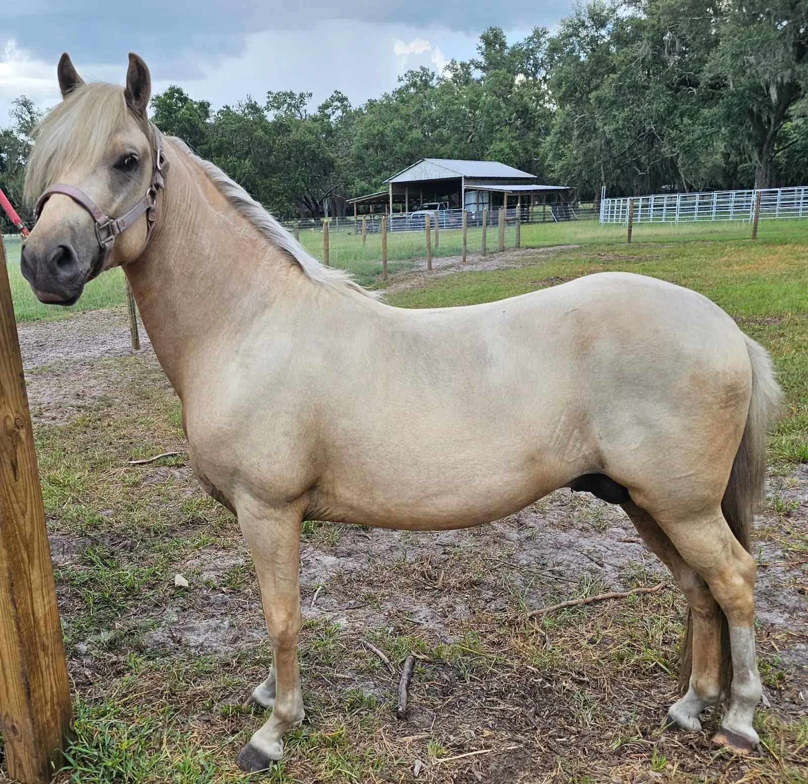 Young palomino Peruvian Horse at Barcelona R Ranch in Webster, Florida