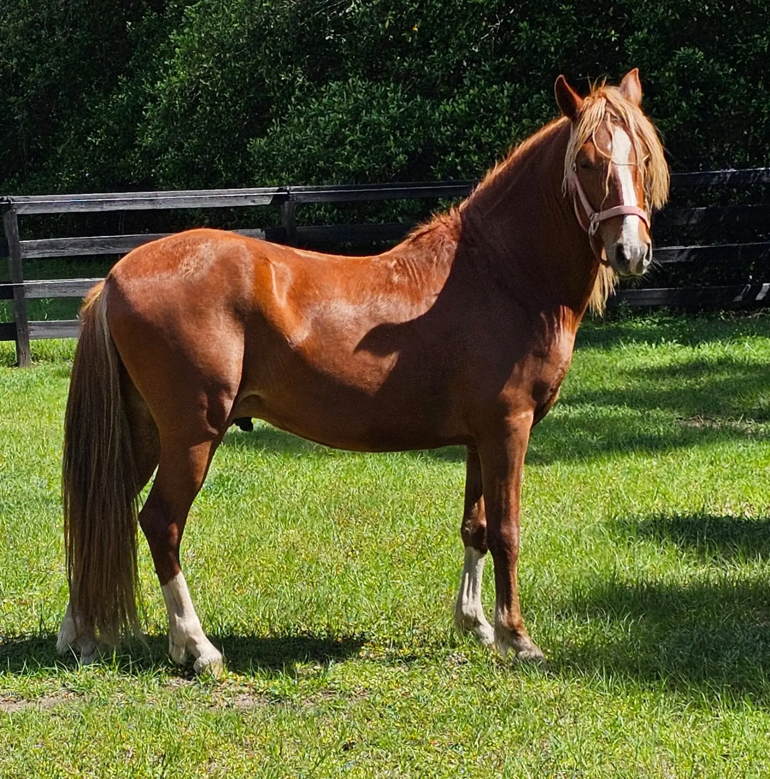 Young chestnut Peruvian Horse standing in a Florida pasture