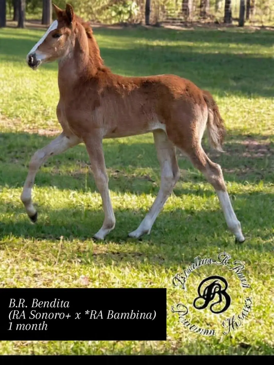 B.R. Bendita pictured as a young Peruvian Horse foal at Barcelona R Ranch in Webster, Florida