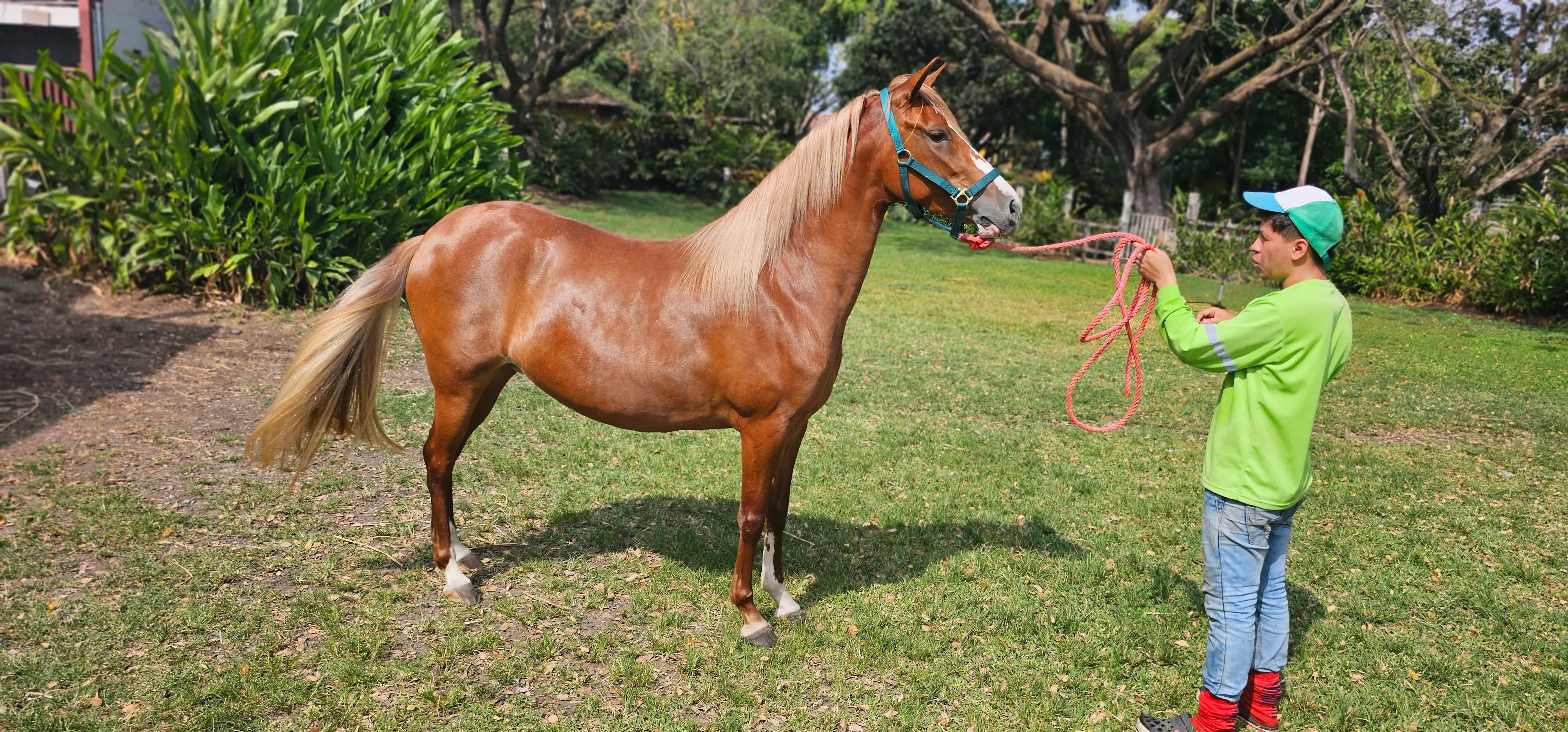 R.A. Bambina, an award-winning Ecuadorian Peruvian Horse foundation mare selected for Barcelona R Ranch