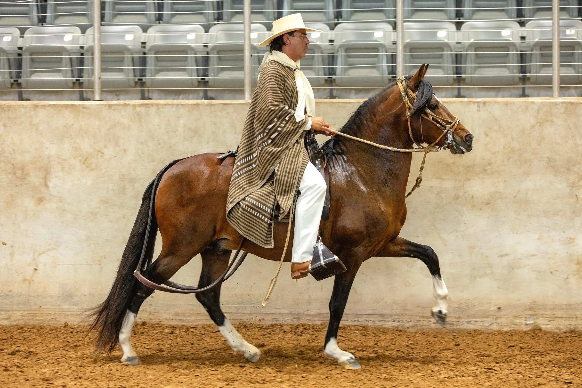 B.R. Preferido, Reserve Champion Peruvian stallion standing at stud at Barcelona R Ranch in Webster, Florida