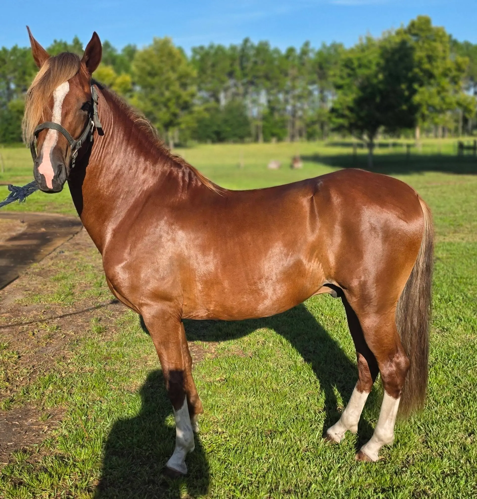 B.R. Superior, Reserve Champion Peruvian breeding stallion representing seven generations of Barcelona R Ranch bloodlines