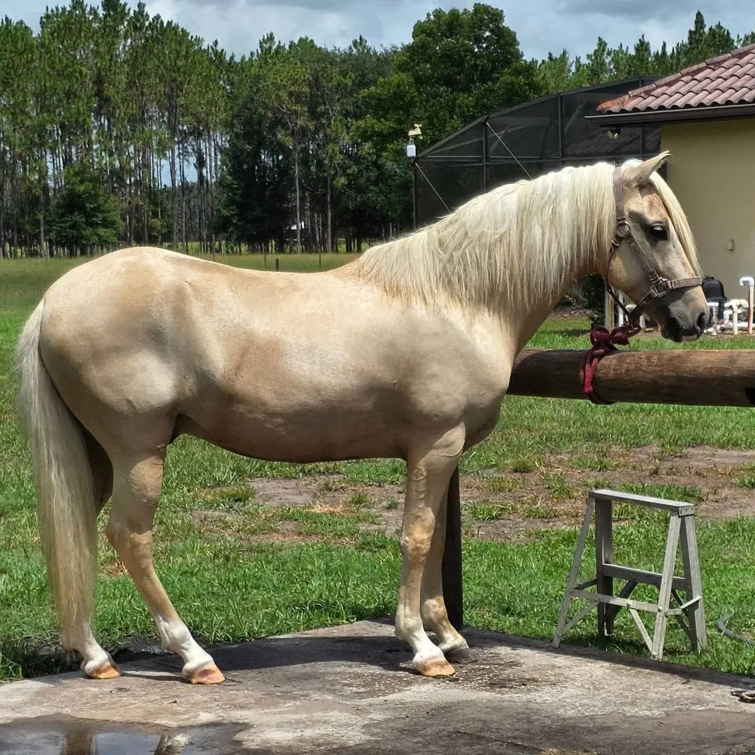 R.A. Brillante II, imported palomino Peruvian stallion with rare Ecuadorian bloodlines at Barcelona R Ranch
