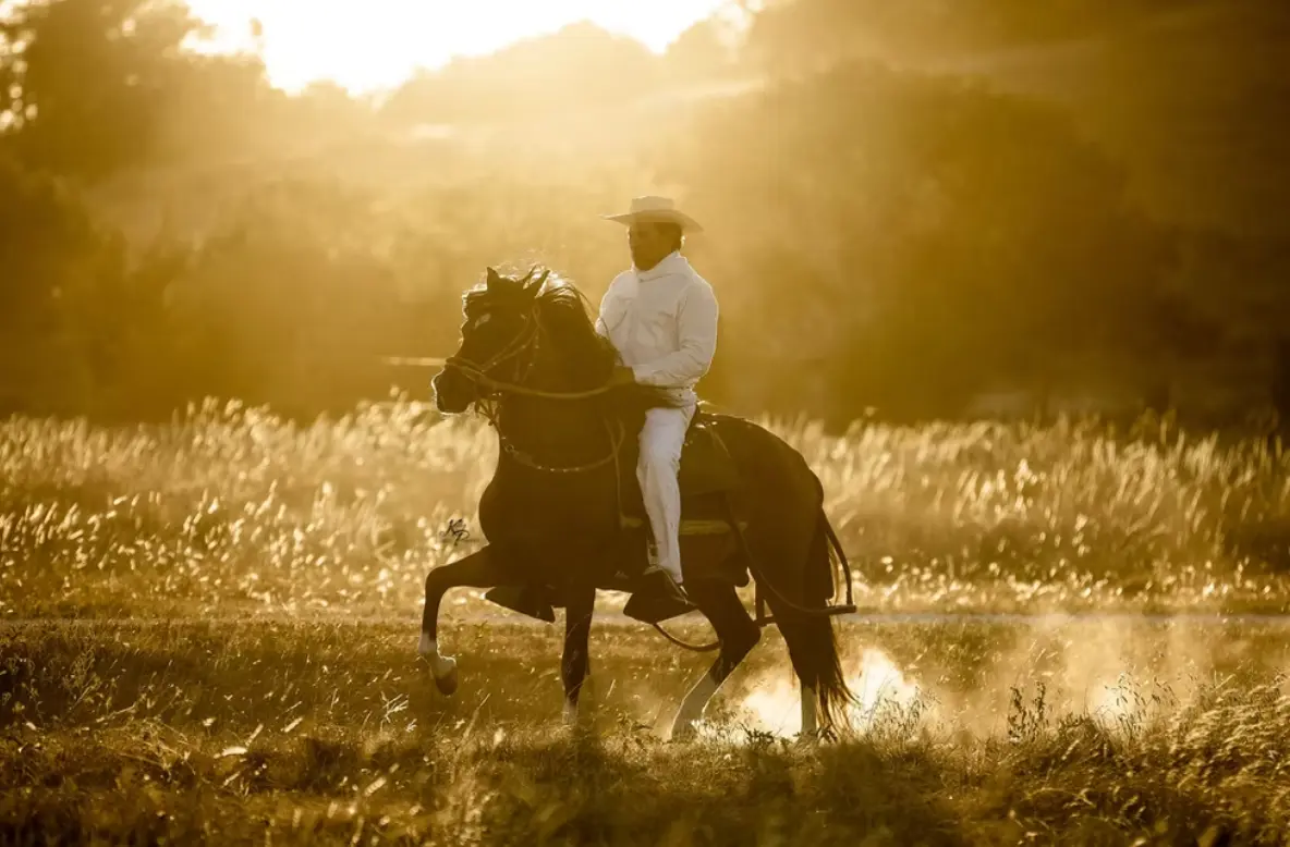 Peruvian Horse demonstrating breed quality at Barcelona R Ranch in Webster, Florida