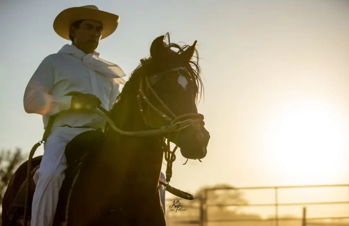 Peruvian Horse suitable for breeding, showing or riding at Barcelona R Ranch in Webster, Florida