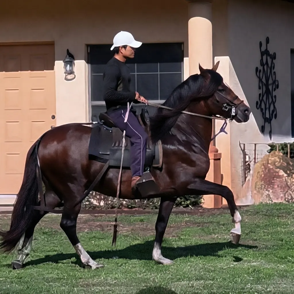 B.R. Preferido displaying strength and Peruvian Horse breed character at Barcelona R Ranch in Webster, Florida
