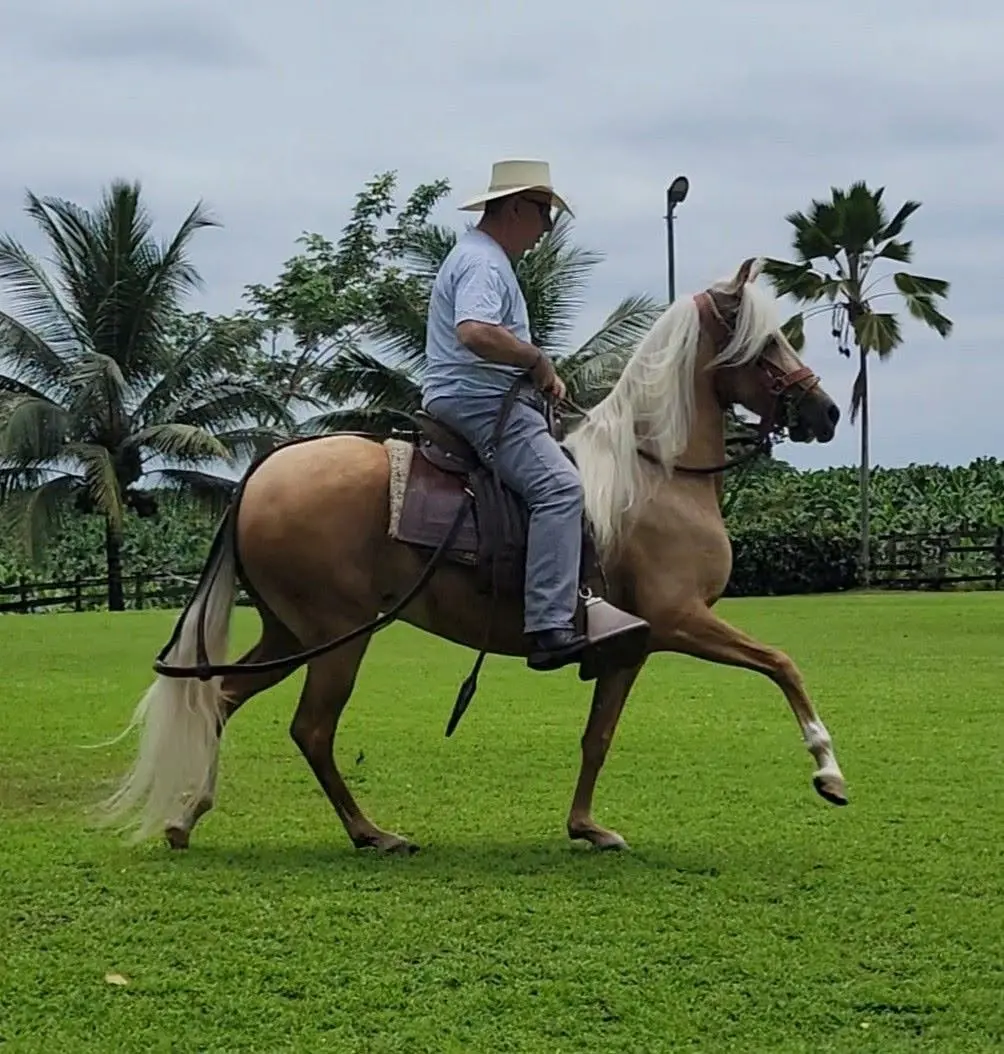 Peruvian Horse and rider in a Florida ranch setting