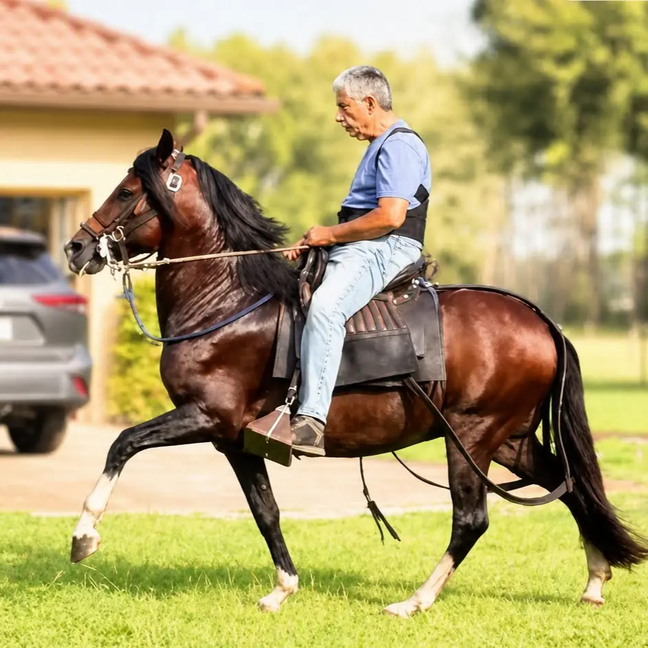 Rider presenting a Peruvian Horse at Barcelona R Ranch