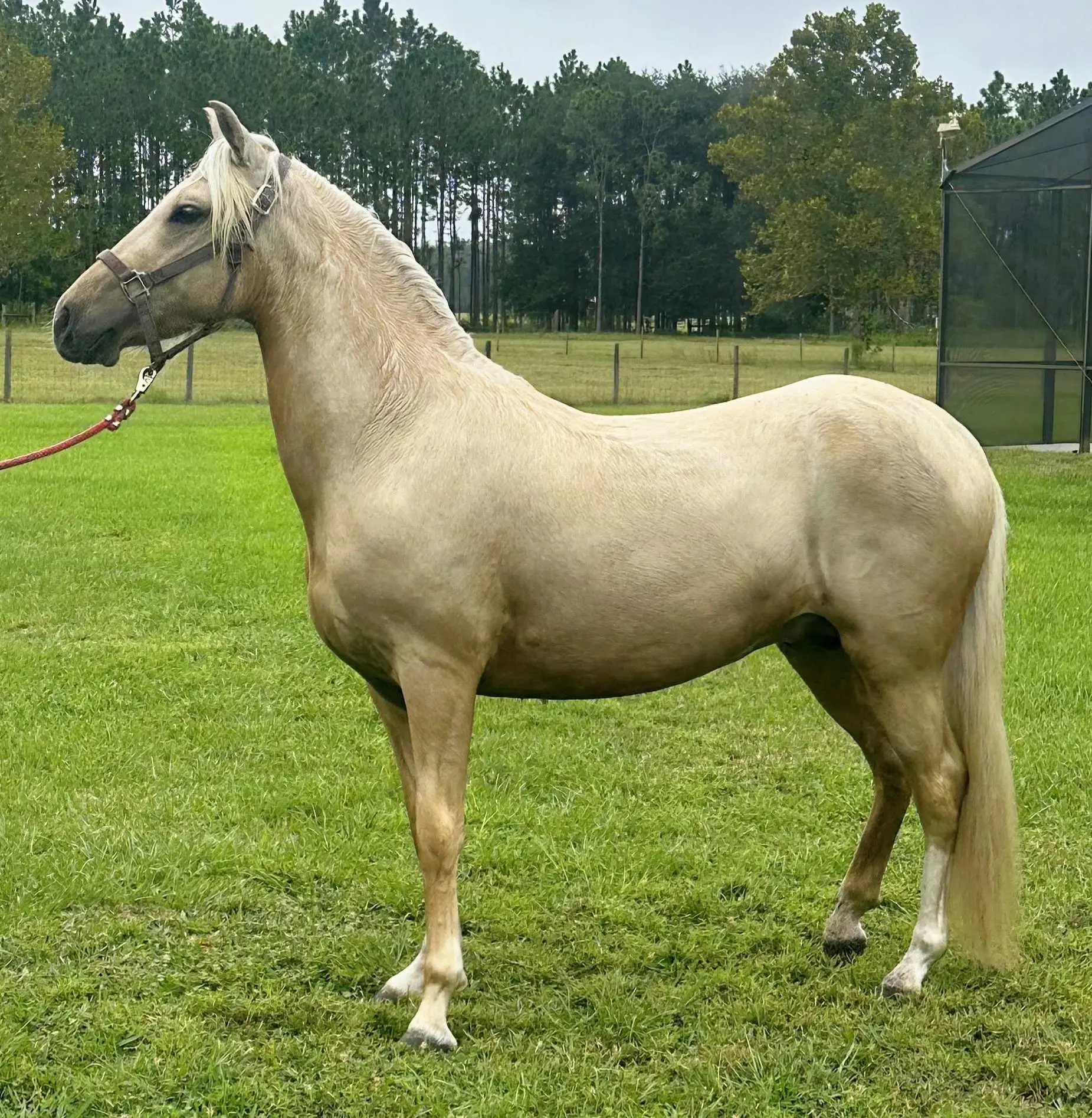 Palomino Peruvian stallion R.A. Brillante II available for sale in Florida