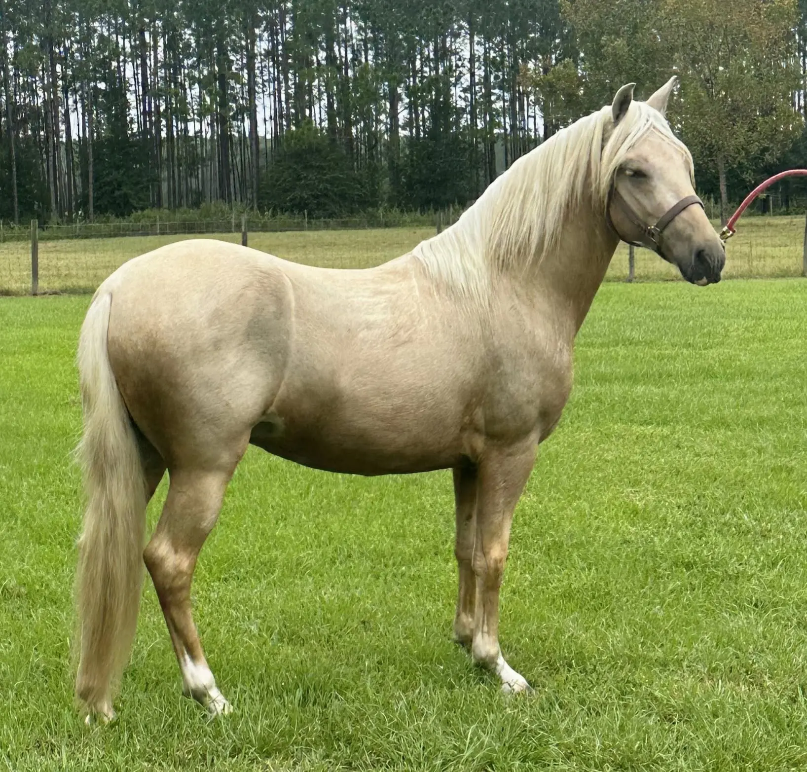 R.A. Brillante II palomino Peruvian stallion finished in bit
