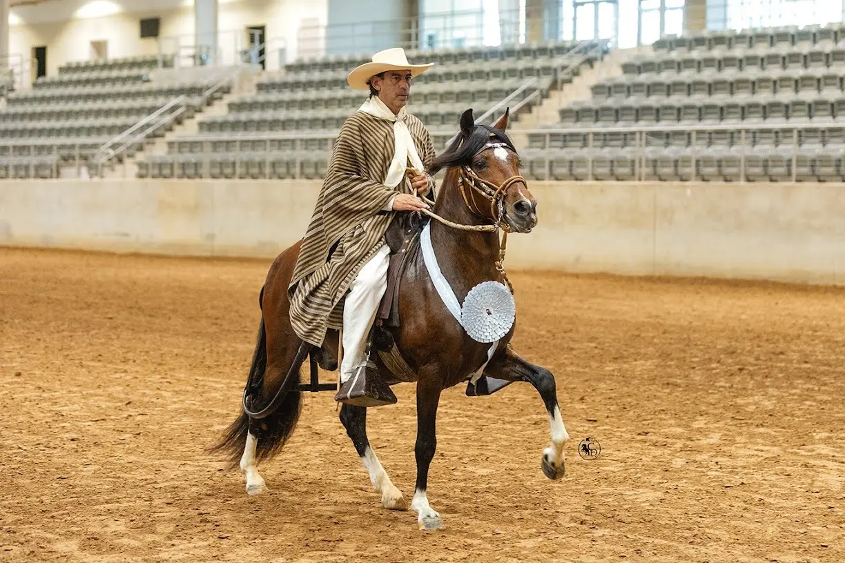 B.R. Preferido winning Reserve Champion Breeding Stallion at the Lone Star Peruvian Horse Show in Texas