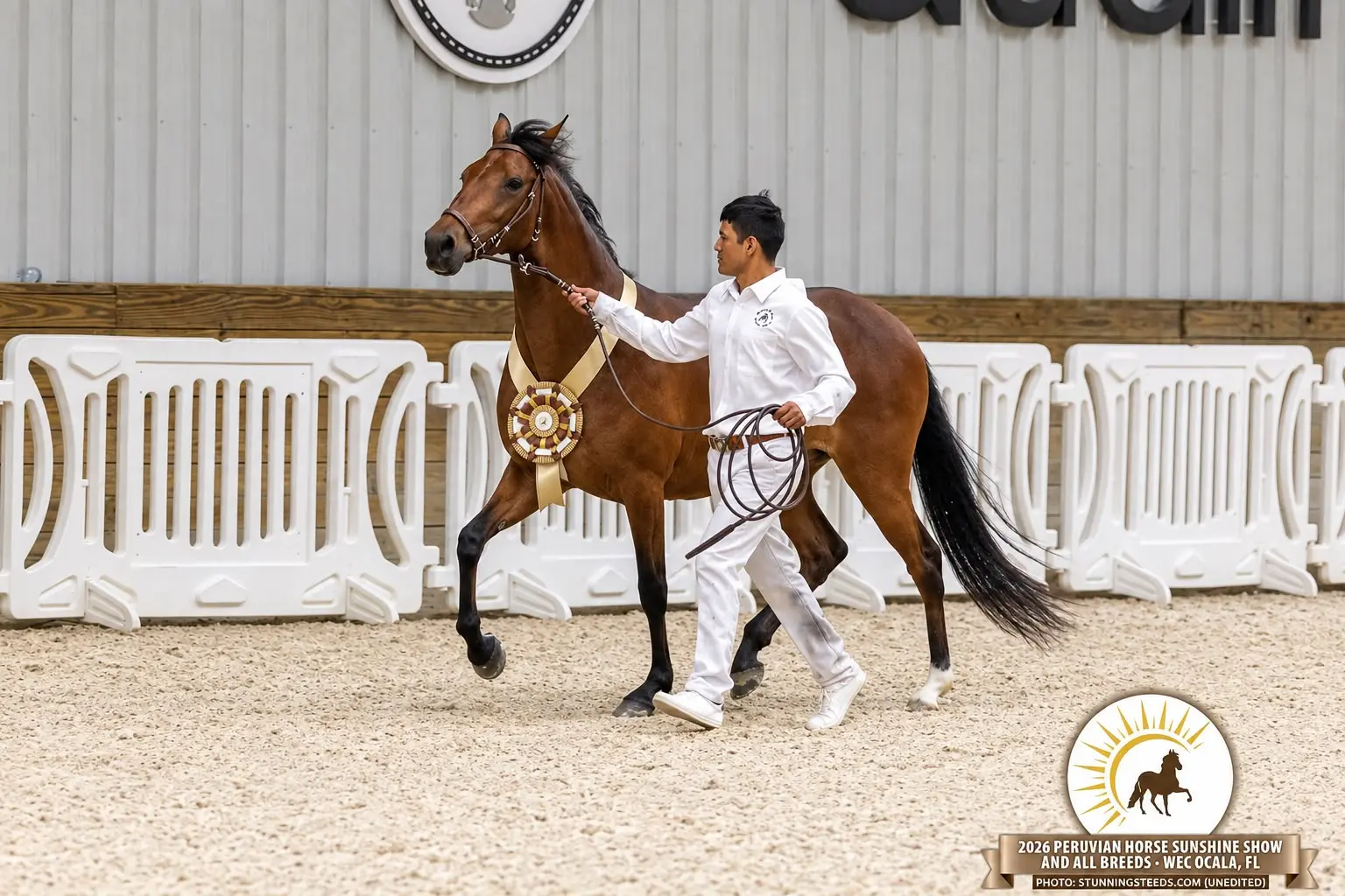Luis Vigo Saucedo with a Peruvian Horse at Barcelona R Ranch in Webster, Florida