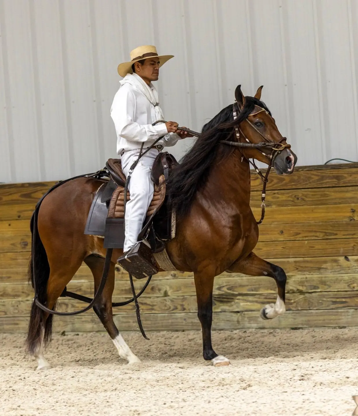 B.R. Preferido, a Peruvian stallion at Barcelona R Ranch
