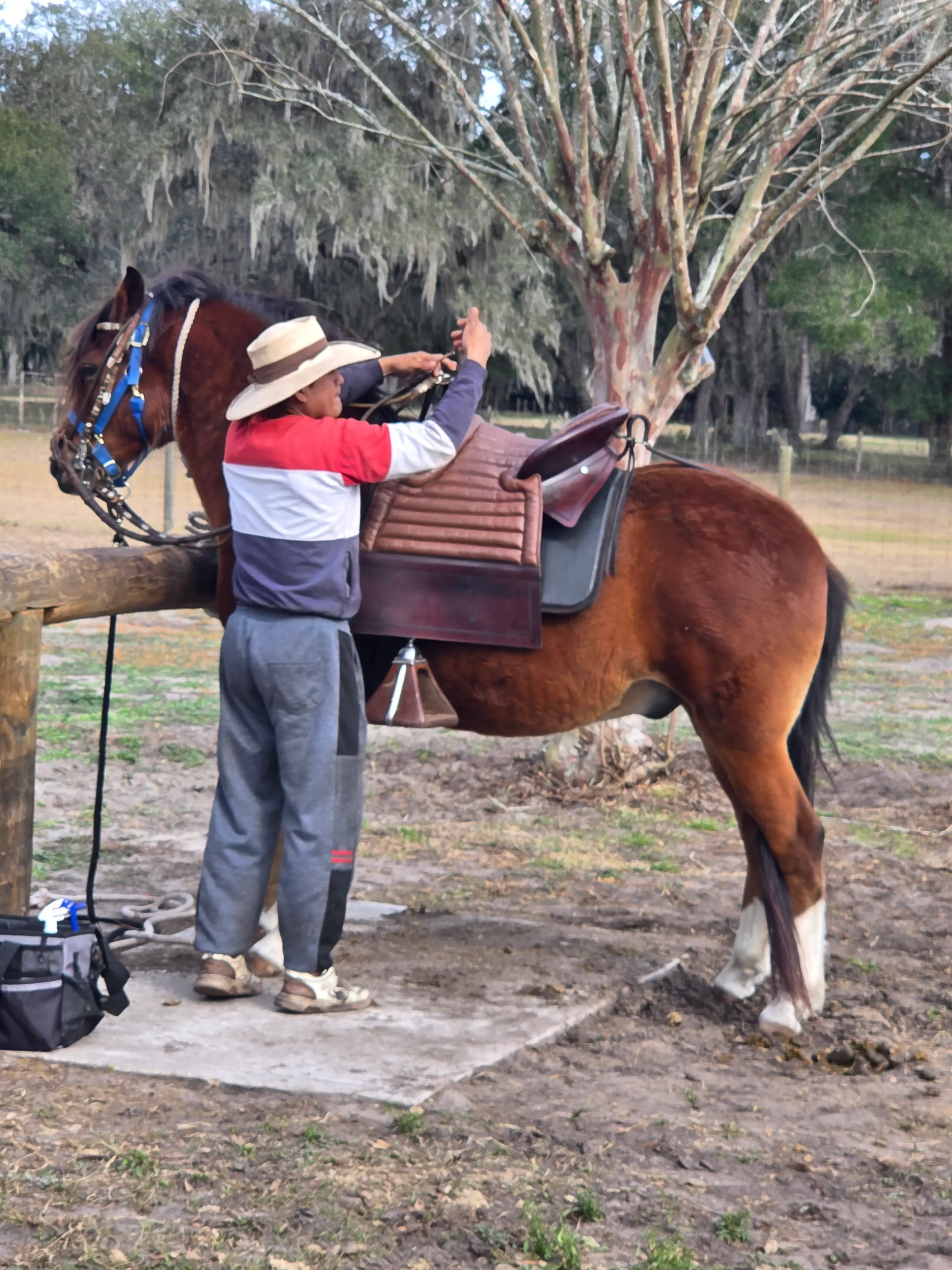 Registered Peruvian Horse at Barcelona R Ranch
