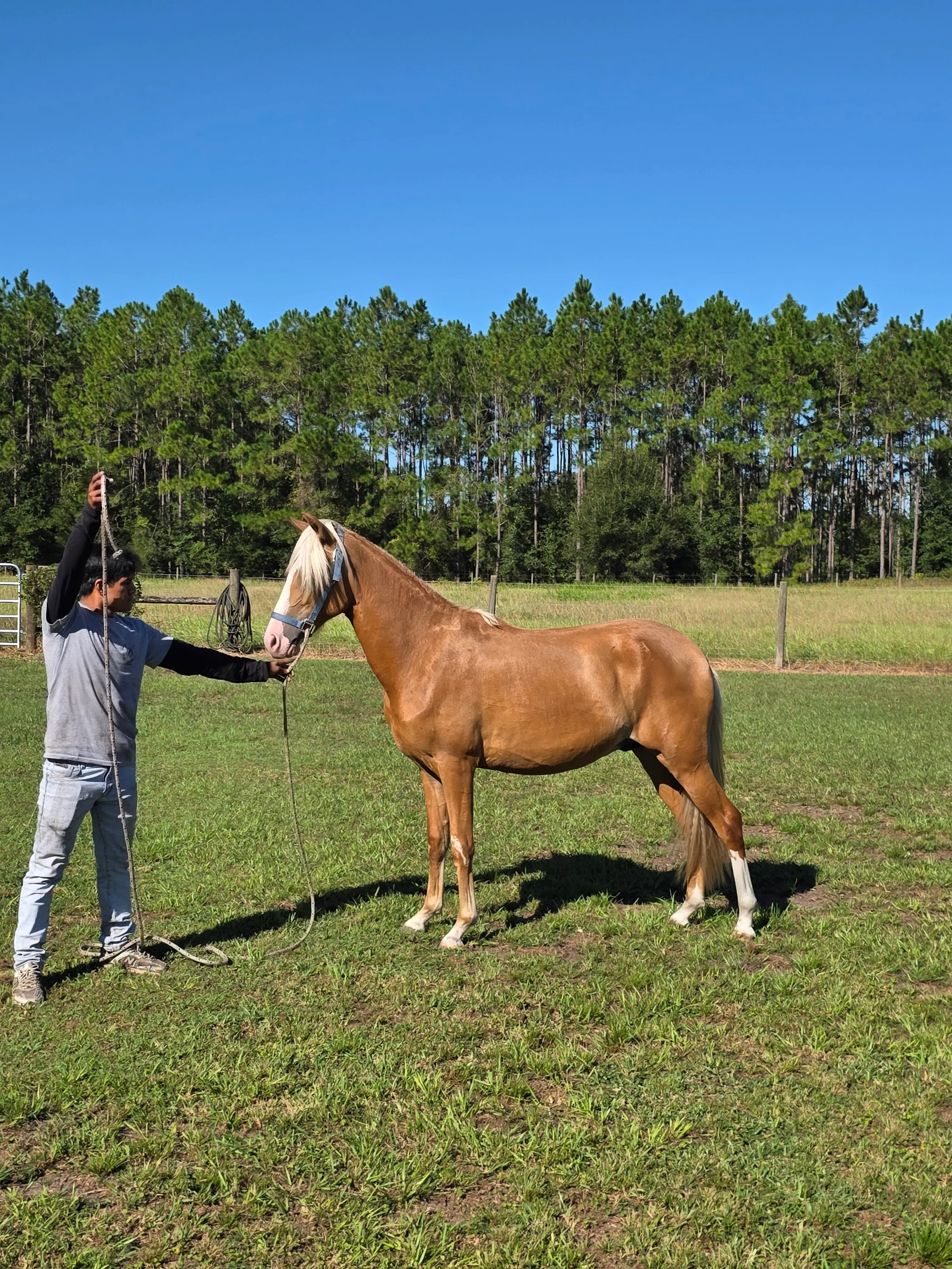 Peruvian Horse and rider demonstrating patient training at Barcelona R Ranch