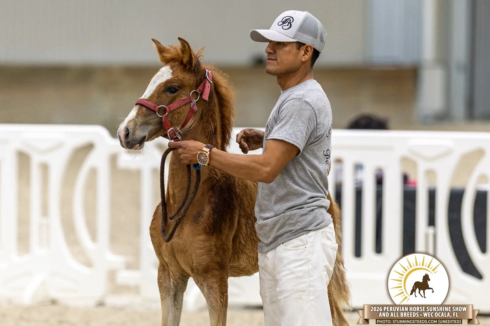 Young Peruvian Horse being presented in hand at the 2026 Peruvian Horse Sunshine Show in Ocala, Florida