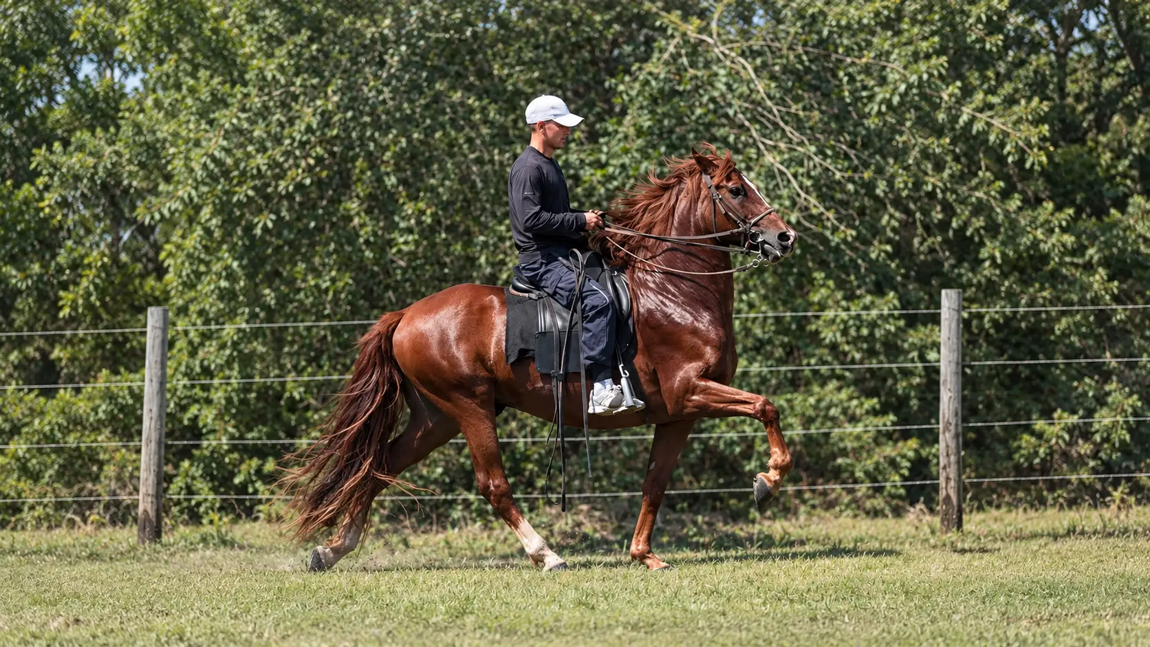 Peruvian Horse training at Barcelona R Ranch in Webster, Florida