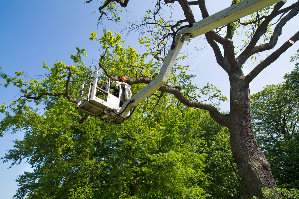 Tree Maintenance Dallas