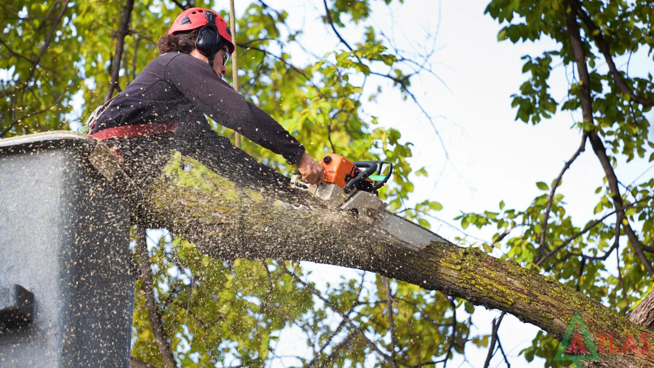 Tree Removal in the Charlotte area