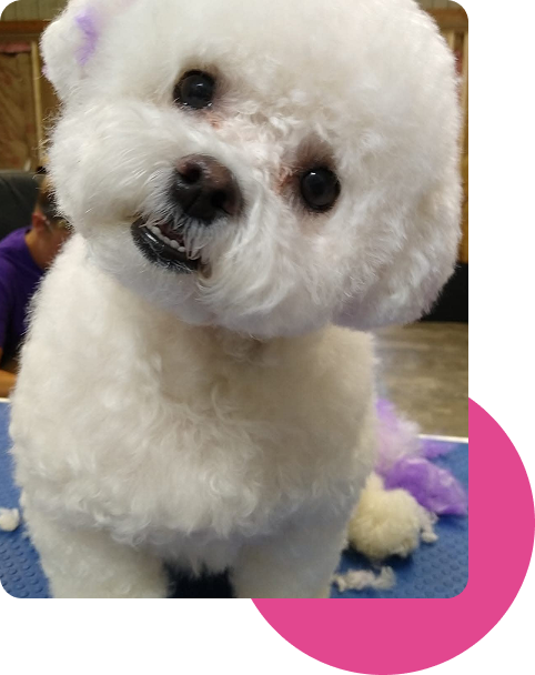 Freshly groomed white Bichon Frise after a full groom at Miss Vickie's Grooming Salon
