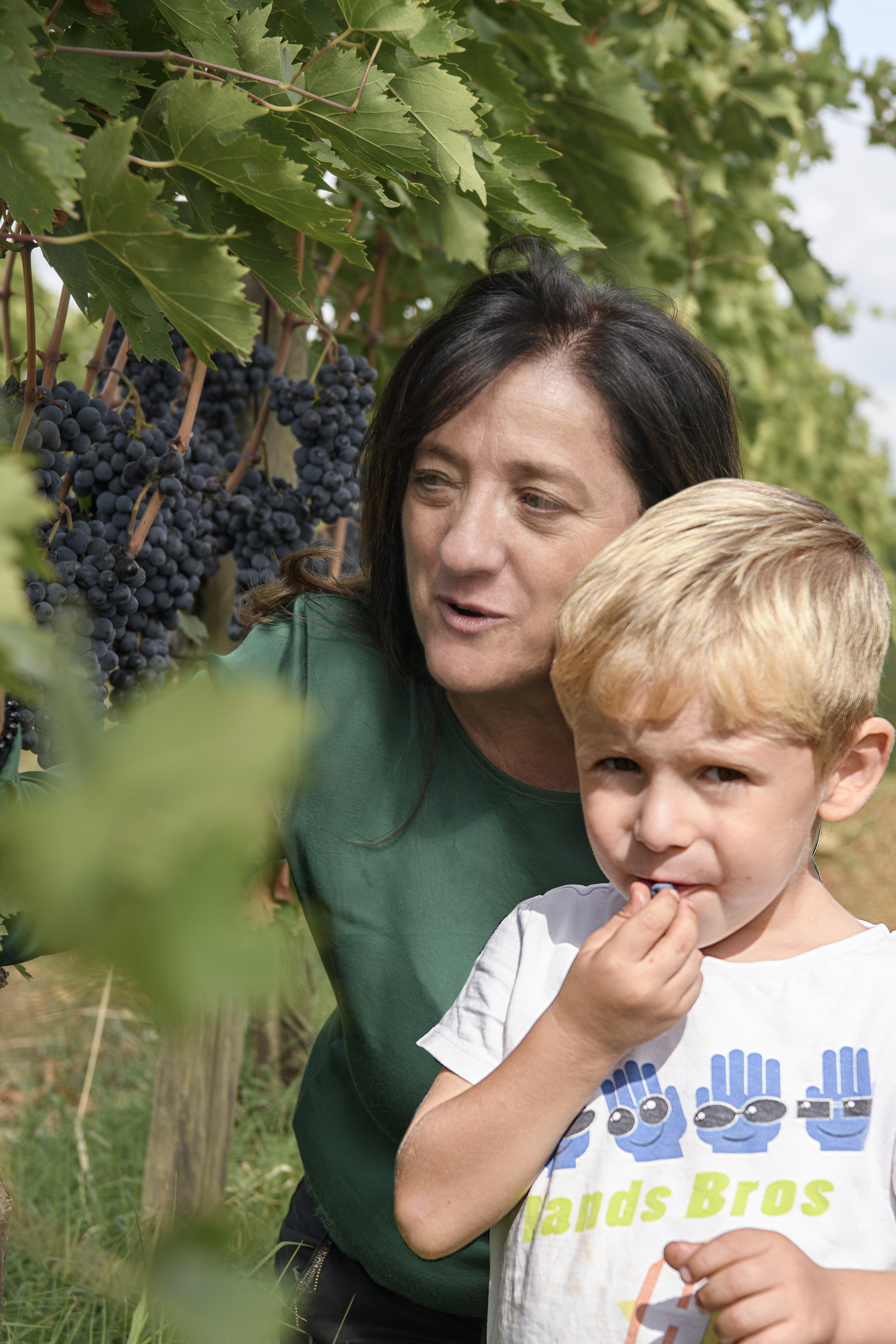 Filari della vigna a Montalcino