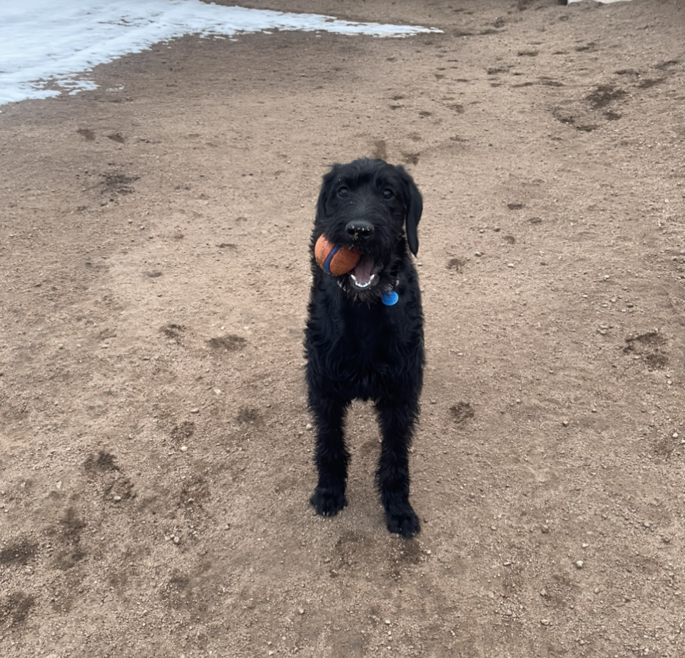 Dog Daycare Estes Park