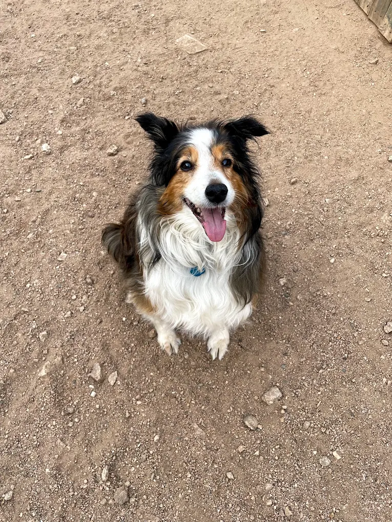 Boulder Dog Boarding